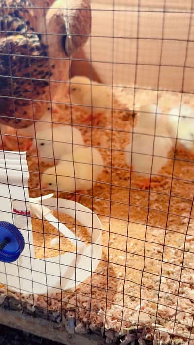 White Cheney O Shamo Aseel chiks , Aseel chiks , Bantam chiks pair