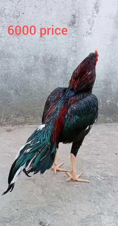 asel murga Sindhi mianwali guarante sudha WhatsAppnumber +923048315136