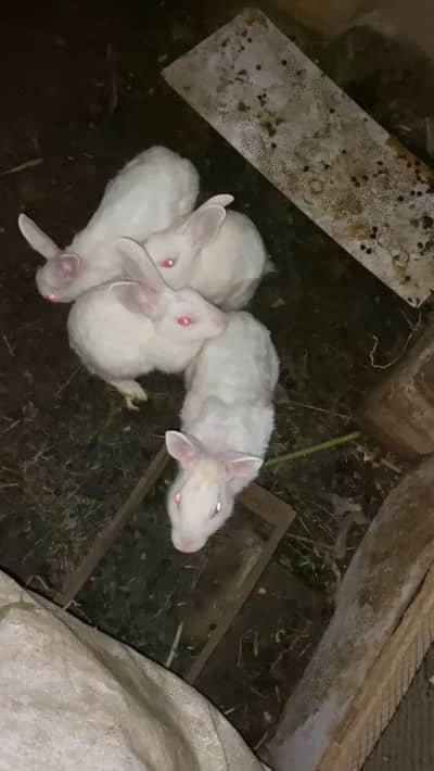 Red eyes rabits healthy what’s app number 03167092464