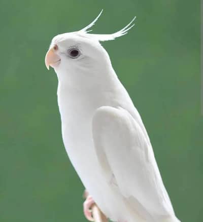 female Albino red eye