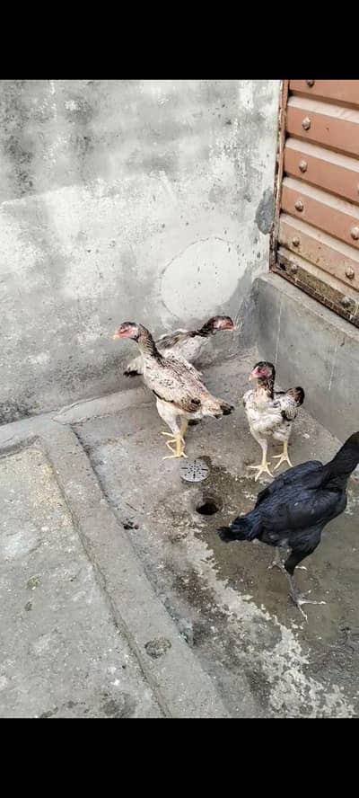 SHAMO PATHIYA FOR SALE