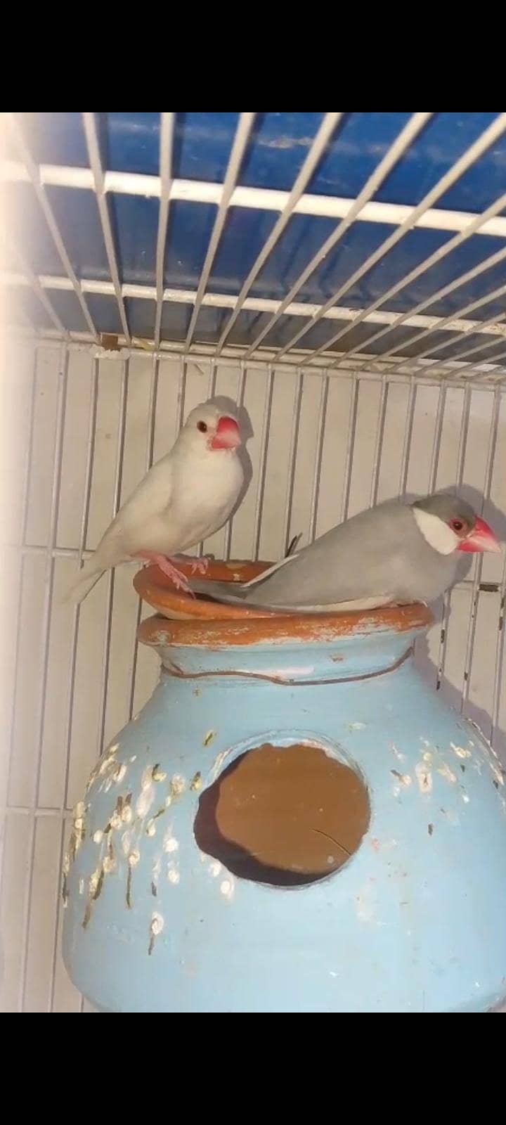 java & love birds 2