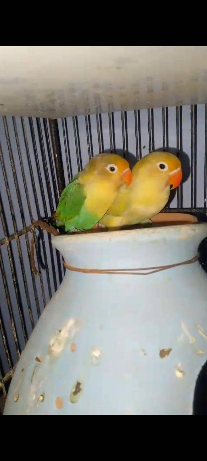 java & love birds 3