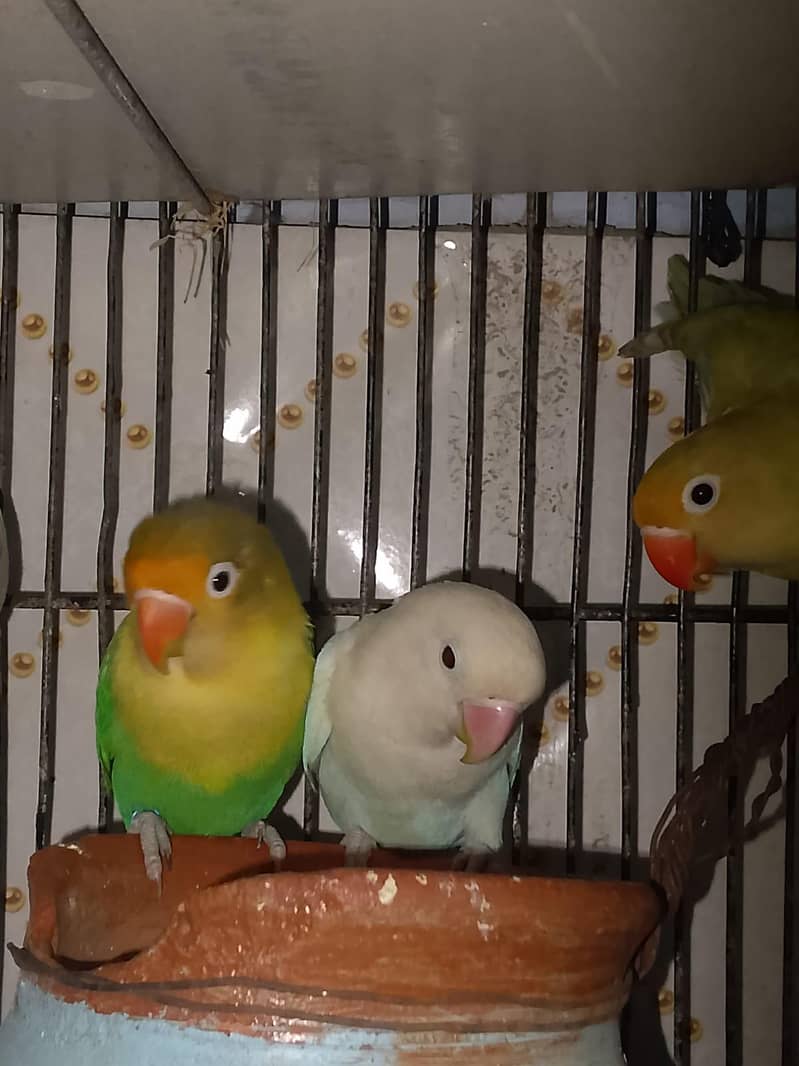 java & love birds 5