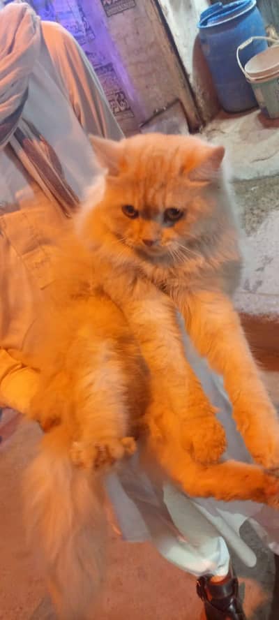 Persian cat for sale