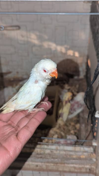 love bird  and cocktails chicks for hand tame on hand feed