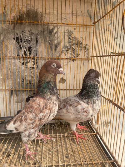 abersira pair available