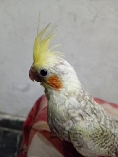 cocktail chicks available