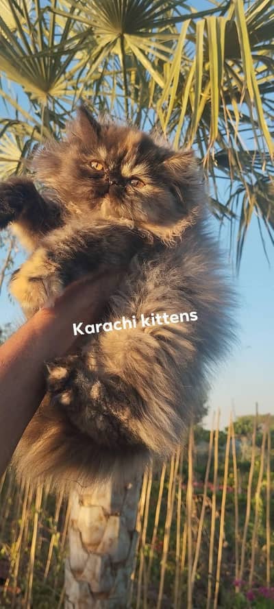 Extreme punch tortoiseshell female