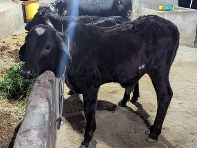 MASHALLAH BACHRA FOR SALE GOOD STRUCTURE AGE 7 TO 8MONTH CHARY Par ha