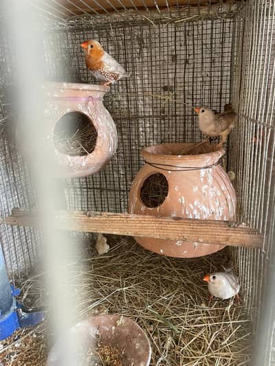 Healthy and active premium quantity finches and egg food available