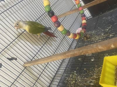 Green Cheek Conure adult Male DNA tested
