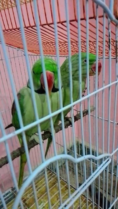 2 Male Raw 1 femail    green neck 1 male 2 femail