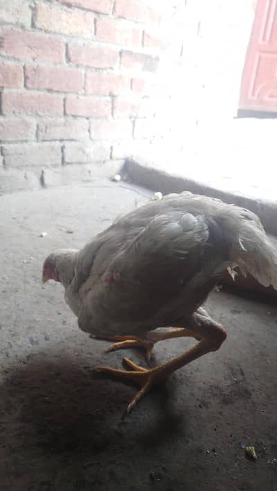 king size shamo male ha