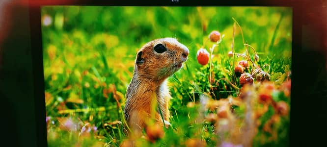 HP 24 inch LED simple All ok ips penal