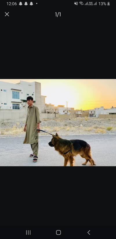 long cort German shepherd