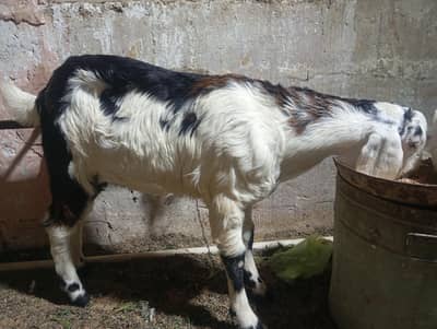 tapra bakra