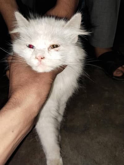 Bhai jis ne Lene ha a ke dekh le agar Pasand ay to le Lena