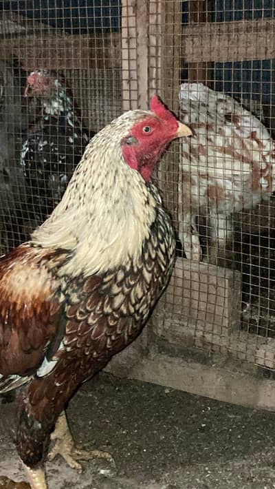 Aseel Mianwali Murga