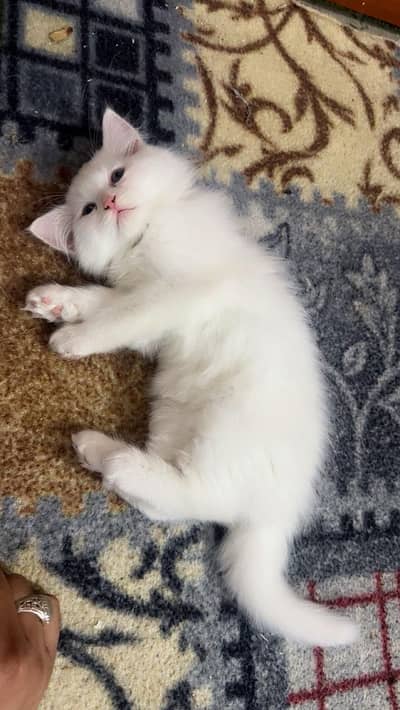 Persian Kitten | White Male Kitten