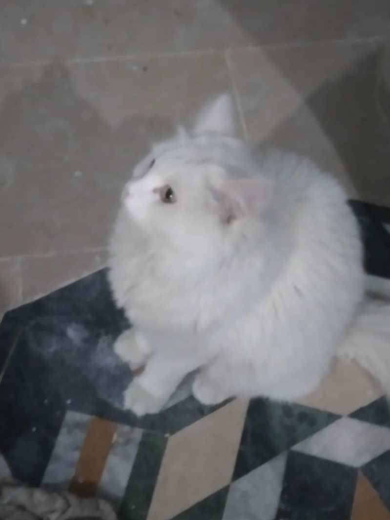 cross bread + persian 0