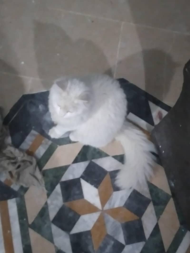 cross bread + persian 3