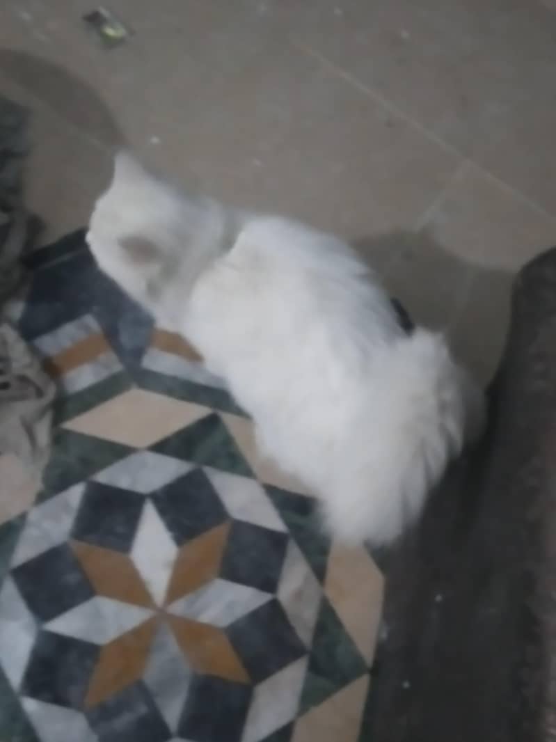 cross bread + persian 4