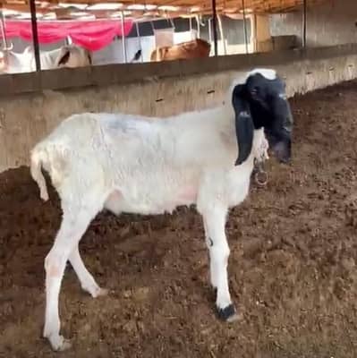 abluck male age 6 month