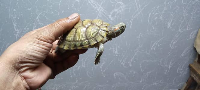 american slider pair