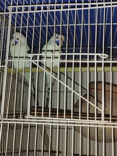 TCB budgie pair