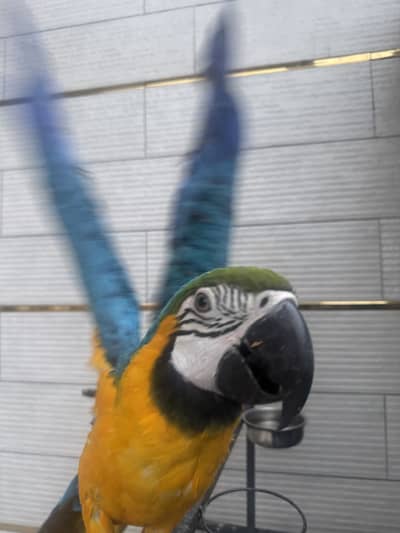 Blue and Gold Macaw