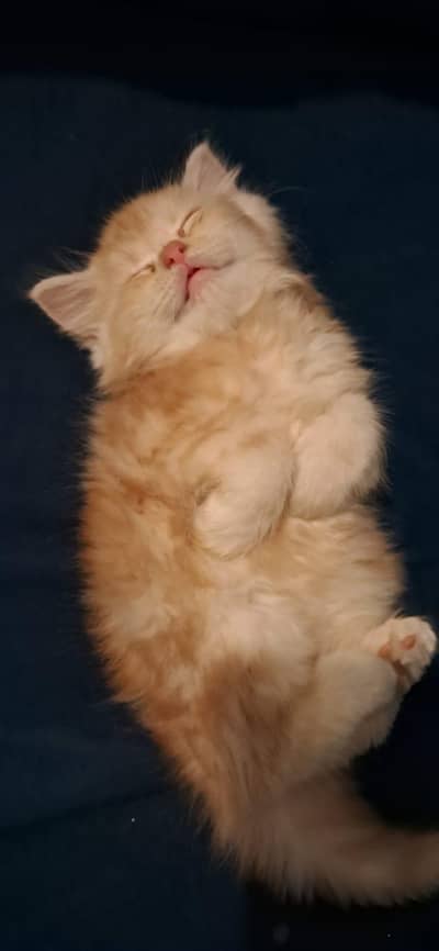 Persian Semi Punch Kitten