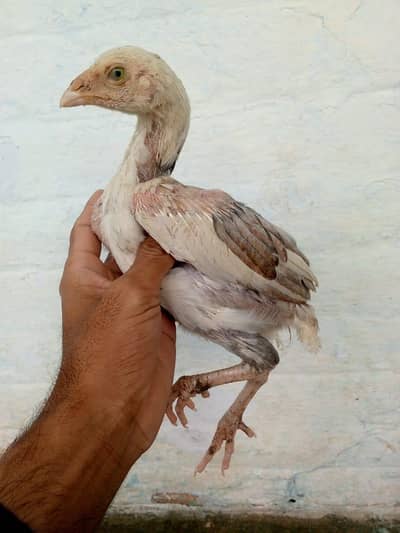 Aseel chicks Home Breed for sale