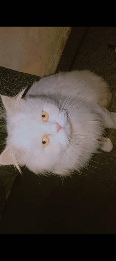 For sale in Pakistan swat