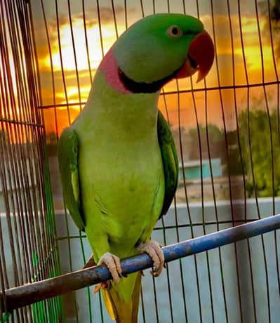 Raw breeder pair for sale