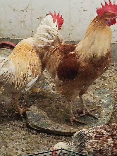 i m seeling 03231412976