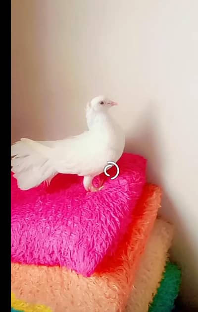 pigeons pair for sale