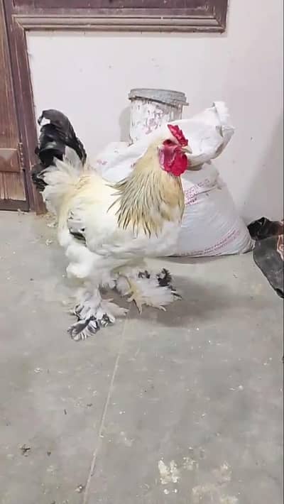 light Colombian brahma chicks available