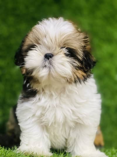 Pedigree shihtzu male pup