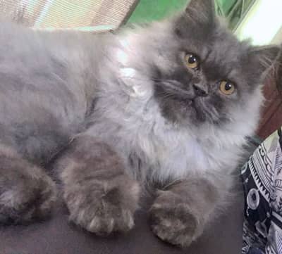 I need a caring family for my cat