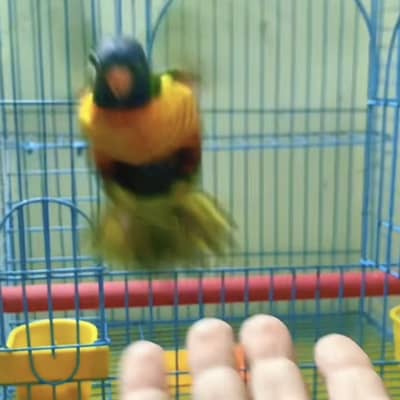 Rainbow lorikeet full hand tamed