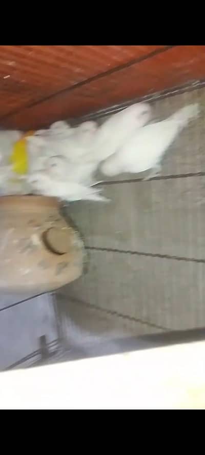 qavi birds collection