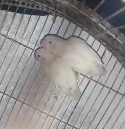 albino black eye breeder pair for sale with cage