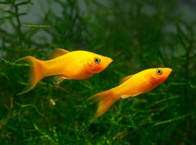 molly fish breading pairs