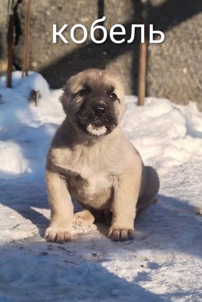 kangal