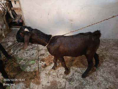goats ak male and female male 2026 ki qurbani ke liye ready hai