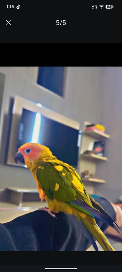 Sunconure