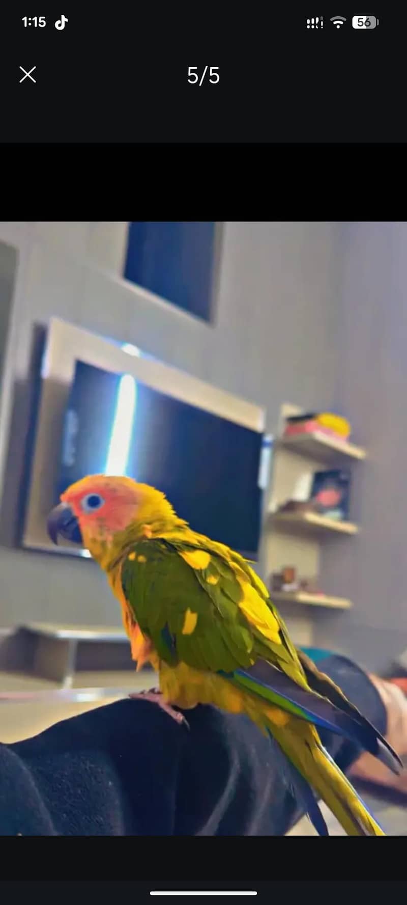 Sunconure 0