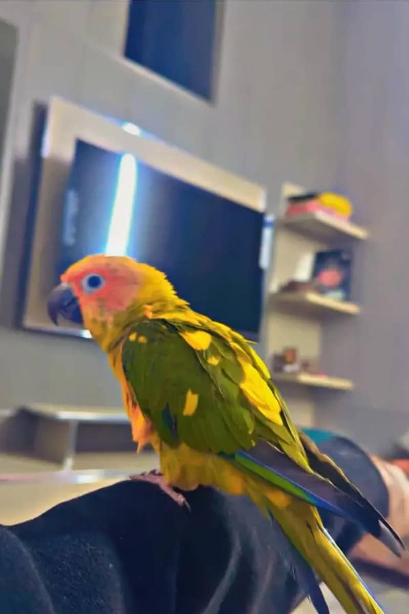 Sunconure 1