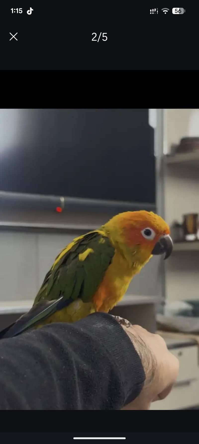 Sunconure 2